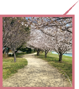 多目的ゾーン　桜並木